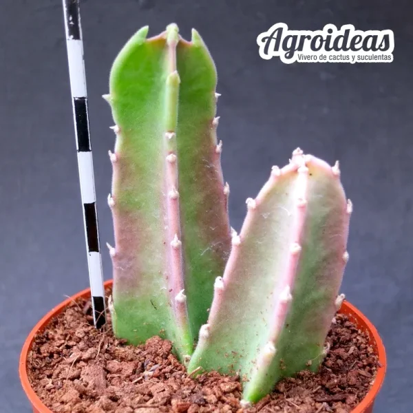 Stapelia gigantea - Imagen 2