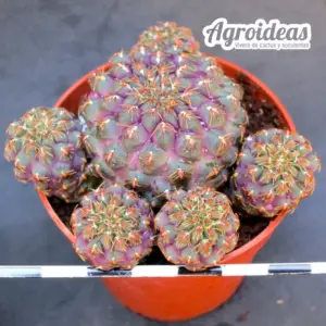 Sulcorebutia callichroma