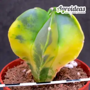 Astrophytum myriostigma «Variegata»