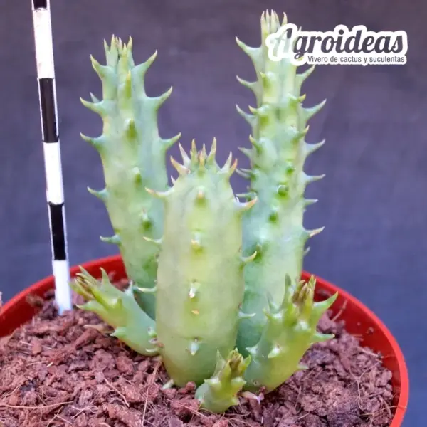 Huernia "Purple black" - Imagen 2