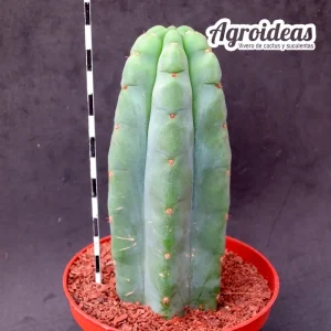 Trichocereus pachanoi AKA: San Pedro