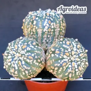 Astrophytum asterias "Selección"