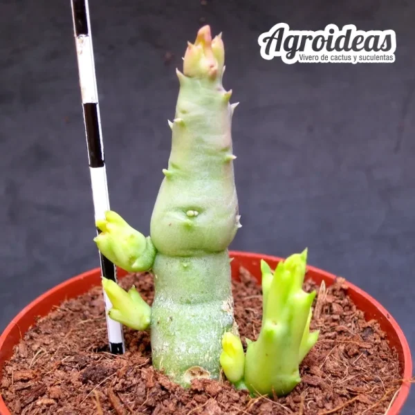 Tromotriche aperta - Imagen 2