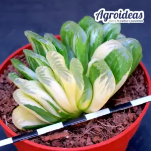 Haworthia "Seiko nishiki" Variegata
