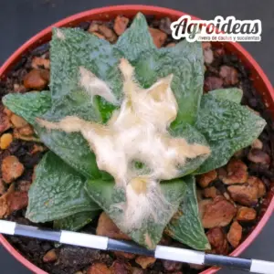 Ariocarpus fissuratus v. hintonii