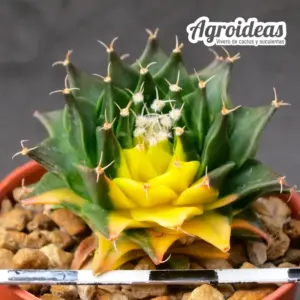 Obregonia denegrii "variegata" sobre raíces