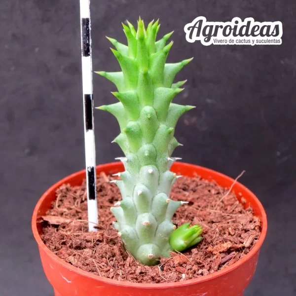 Hoodiapelia beukmanii - Imagen 2