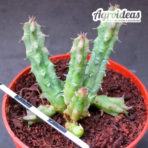 Huernia volkarthii ssp. volkarthii - Imagen 2
