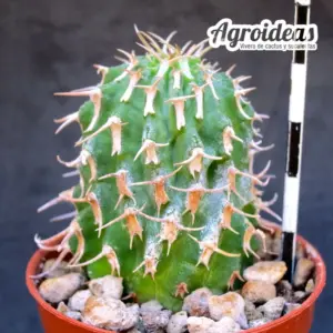 Euphorbia columnaris