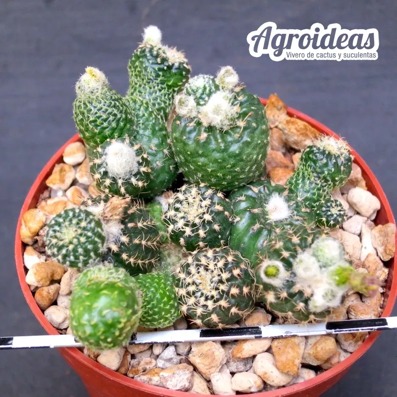 Lobivia cv. Nilo - Imagen 3