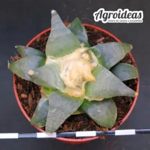 Ariocarpus retusus