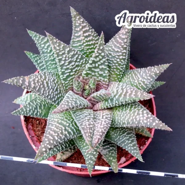 Haworthia "Nagoriyuki" Gran Ejemplar