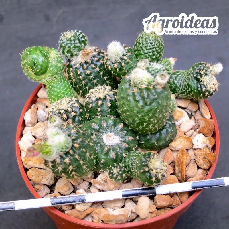 Lobivia cv. Nilo - Imagen 2