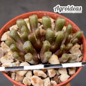Conophytum reconditum ARM1254