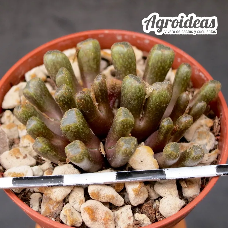 Conophytum reconditum ARM1254