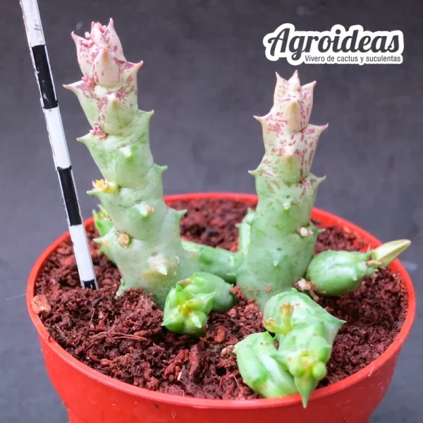 Orbea wismanii var. eremastrum - Imagen 2