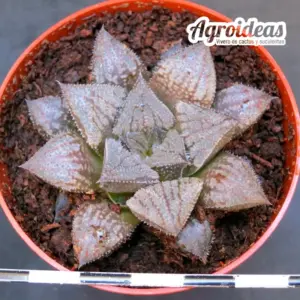 Haworthia "Silver chateau"