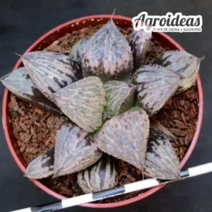 Haworthia gessekai