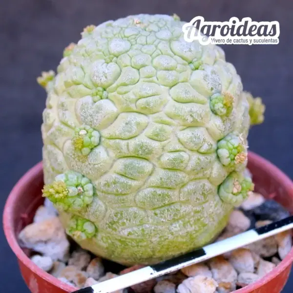 Pseudolithos migiurtinus - Imagen 2
