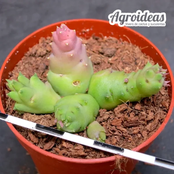 Piaranthus decorus - Imagen 2