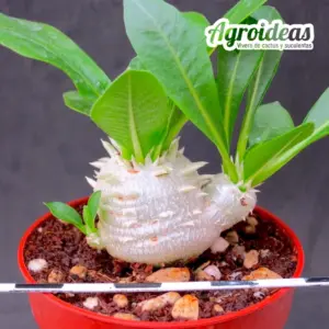 Pachypodium brevicaule