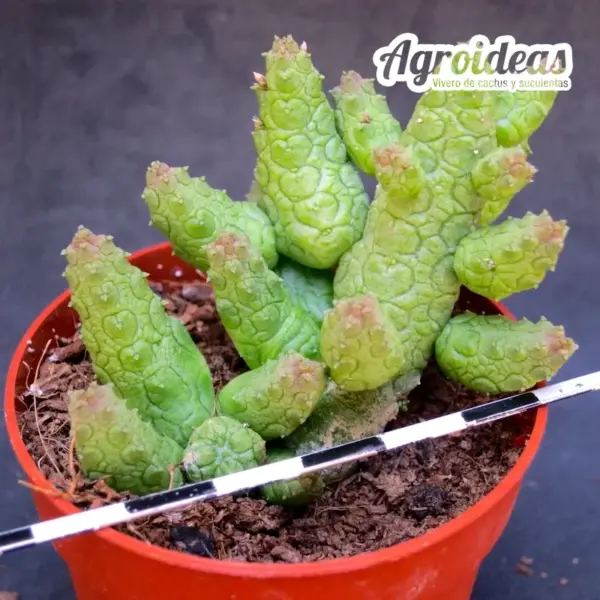 Stapelianthus madagascariensi x Pseudolithos caput-viperae - Imagen 2