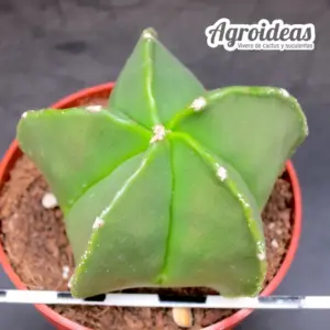Astrophytum myriostigma var. nudum
