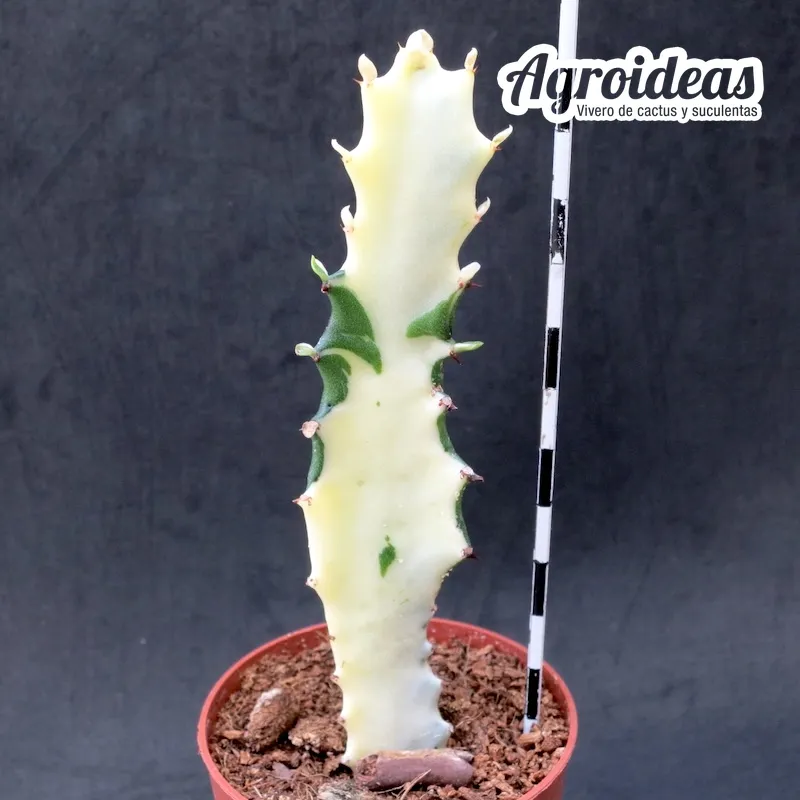 Euphorbia lactea 'White Ghost' variegata - Imagen 2