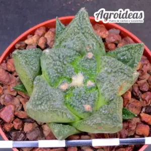 Ariocarpus X lloydii