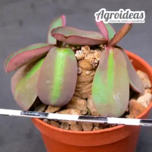 Euphorbia Brunellii
