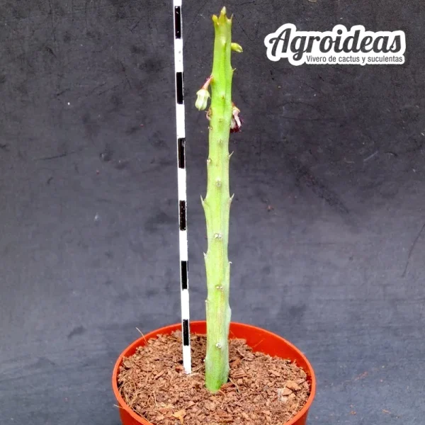 Caralluma ascendens - Imagen 2