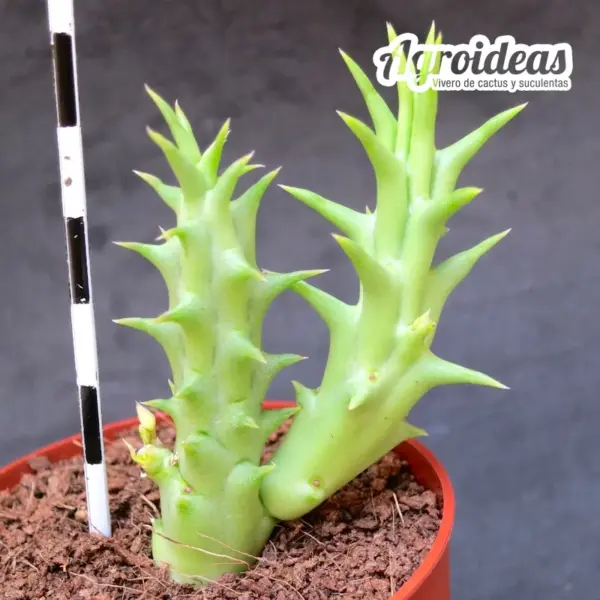 Hoodiapelia beukmanii x Orbea woodii - Imagen 2