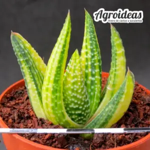 Gasterhaworthia "Royal Higness" variegata