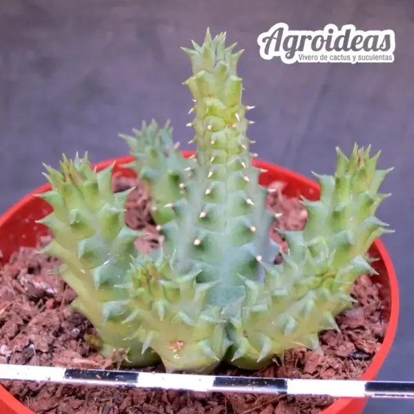 Huernia "Sweety" - Imagen 2