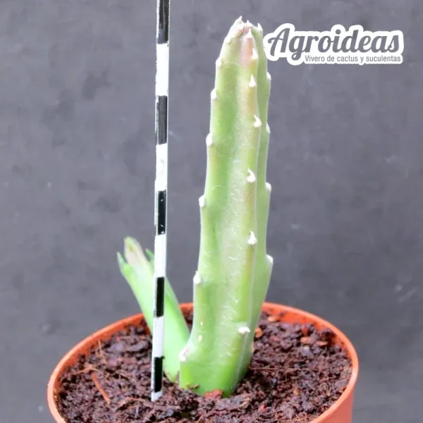 Stapelia villetae X hirsuta - Imagen 2