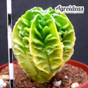 Astrophytum fukuryu var. nudum "Variegata"