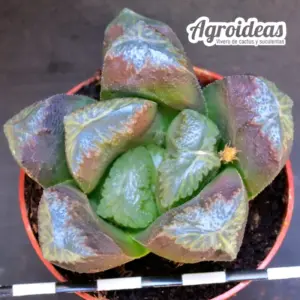 Haworthia truncata eastbourne "clon 1"