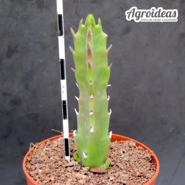 Stapelia gettliffei - Imagen 2