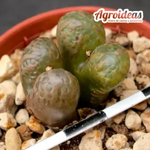 Conophytum pellucidum MG1443 "5 Km East of Concordia"