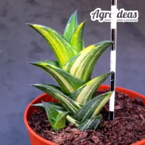 Haworthia viscosa "Variegata"