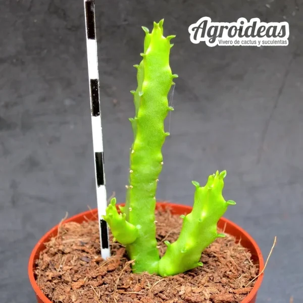 Caralluma umbellata - Imagen 2