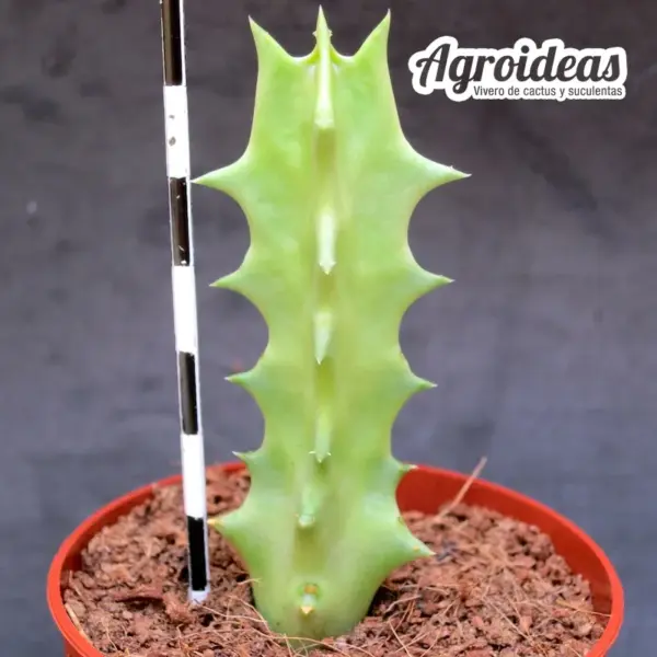 Orbea melanantha - Imagen 2
