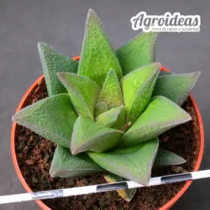 Haworthia pygmaea X scabra "Ex. Robin Fuller"