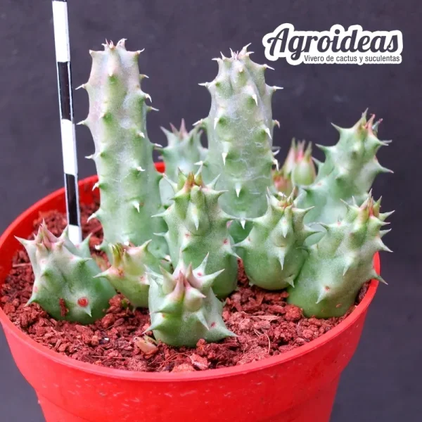 Huernia "Pointy Bird" - Imagen 2