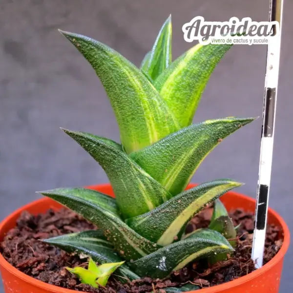 Haworthia viscosa "Variegata" - Imagen 2