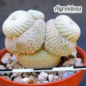 Epithelantha bookei «Selección»