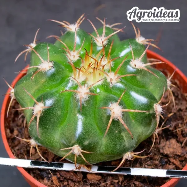 Discocactus placentiformis - Imagen 2