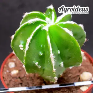 Astrophytum "Hakujo & Fukuryu" var. nudum