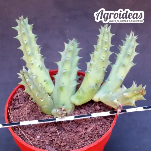 Huernia keniensis var. keniensis - Imagen 2