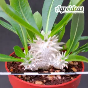 Pachypodim brevicaule